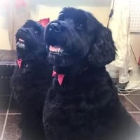 Two black curly-coated dogs wearing pink bows
